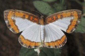 aave kripto para3