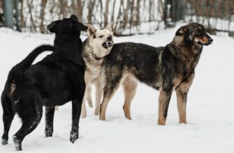 airdrop crypto dogs3