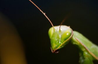 ant kriptovaljuta chto jeto4