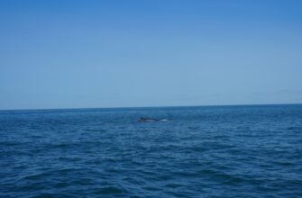 kriptovaljuta black whale3