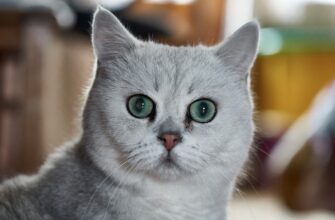 kriptovaljuta cats2