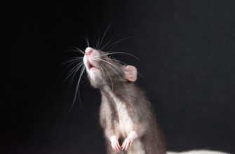 kriptovaljuta hamster kombat3