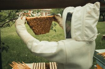 kriptovaljuta hive2