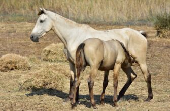 defox arabian2