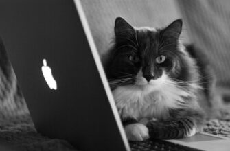 easy crypto airdrop cats code5