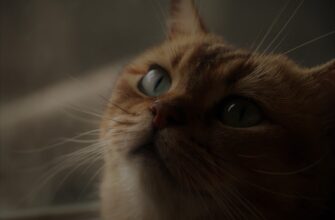 easy crypto airdrop cats video code6
