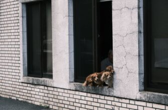 easy crypto airdrop cats4