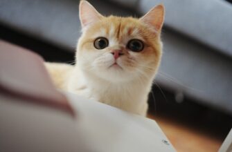 kak sdelat rezervnuju kopiju sid frazu bez interneta poshagovo