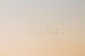 kripto airdrop jelentese3