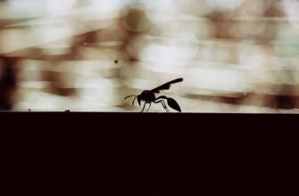 kriptovaljuta ant2