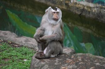 kriptovaljuta ape prognoz3