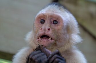 kriptovaljuta ape2