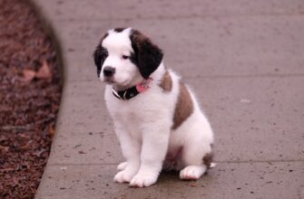kriptovaljuta baby doge3