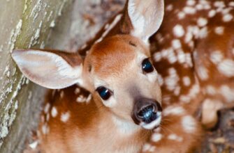 kriptovaljuta bambi2