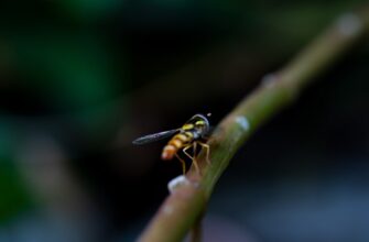 kriptovaljuta bee2