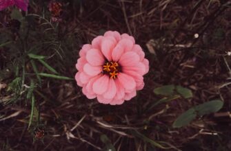 kriptovaljuta bloom2