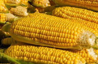 kriptovaljuta corn2