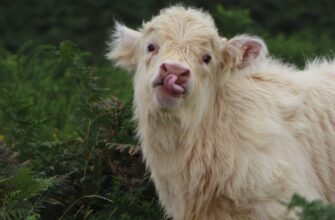 kriptovaljuta cow2
