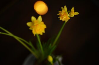 kriptovaljuta daffodil2