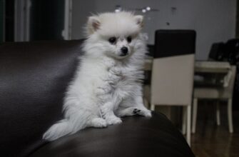kriptovaljuta dogecoin prognoz3