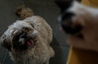 kriptovaljuta dogs2