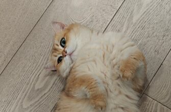 kriptovaljuta paws2
