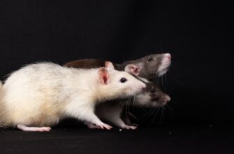 kriptovaljuta rats2