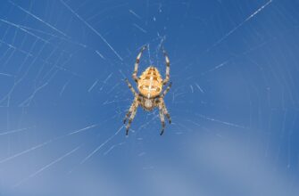 kriptovaljuta web2