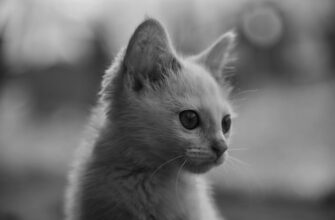 luchshij dohod jefirium aave