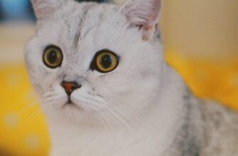 passivnyj dohod dot na aave samyj vysokij apy