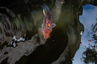 passivnyj dohod solana na rocket pool dlja novichkov