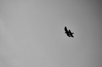 poluchit besplatno zk airdrop na starknet bez vlozhenij