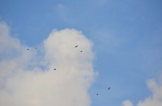 poluchit bitkoin airdrop na blast bez komissii