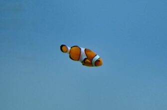 poluchit ton airdrop na testnet