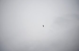 poluchit zk airdrop na zksync bez komissii
