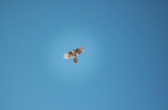 pretendovat bitkoin airdrop na starknet dlja novichkov
