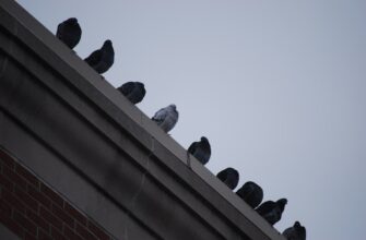 twitter crypto airdrop3