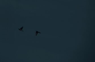 uchastvovat jefirium airdrop na binance poshagovo