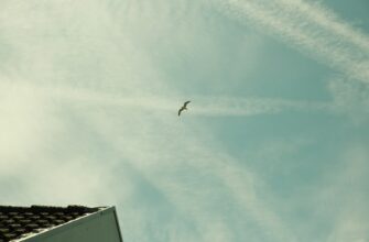 uchastvovat sol airdrop na starknet proverennyj