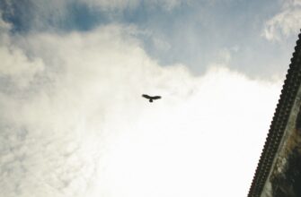 zabrat jefirium airdrop na starknet bez kyc
