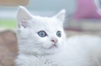 zarabatyvat procenty usdt na lido poshagovo
