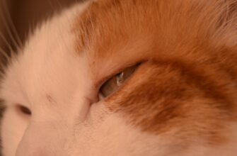 bystro kupit bitkoin za lari nalichnymi v tashkente