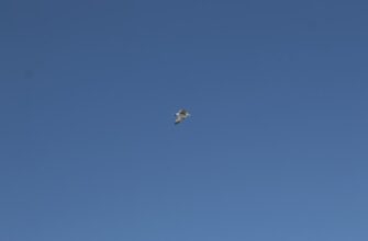 kak zabrat zk airdrop bez kyc