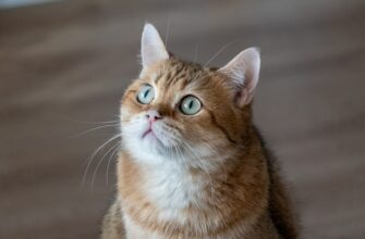 nuzhno li soobshhat dohody stejkinga v belarusi poshagovo