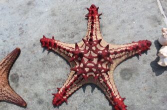 passivnyj dohod dot na kraken staking samyj vysokij apy