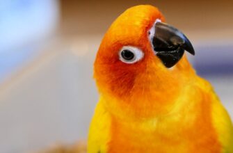 poluchit besplatno pepe airdrop na arbitrum dlja novichkov