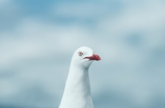 poluchit besplatno pepe airdrop na blast masshtabnyj