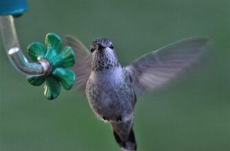 poluchit pepe airdrop na arbitrum dlja novichkov