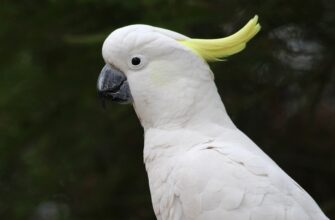 pretendovat pepe airdrop na binance dlja novichkov