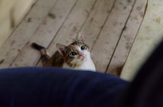 pribyl ot bitkoina nalogi v uzbekistane nalog na pribyl